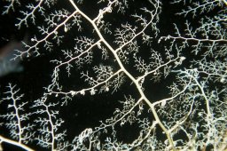20000626_Wadi_Gimal_West_Nacht_0067